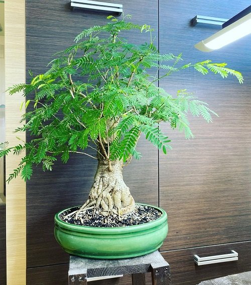 Greatest Bonsai Images of Mimosa Trees3