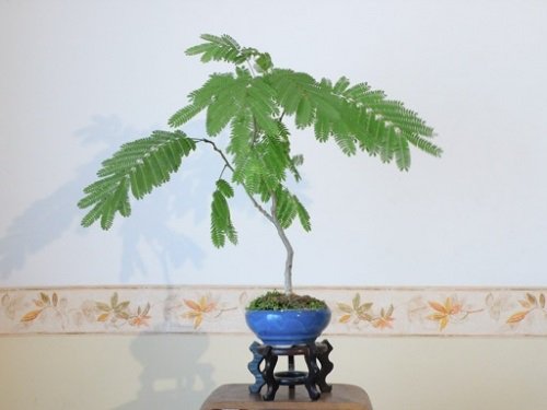 Greatest Bonsai Images of Mimosa Trees2