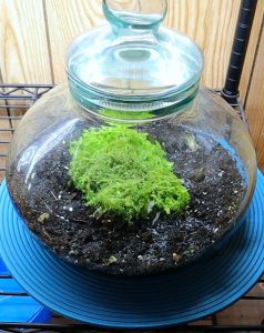 45 Best Small Terrarium Plants | Mini Plants For Closed Terrariums