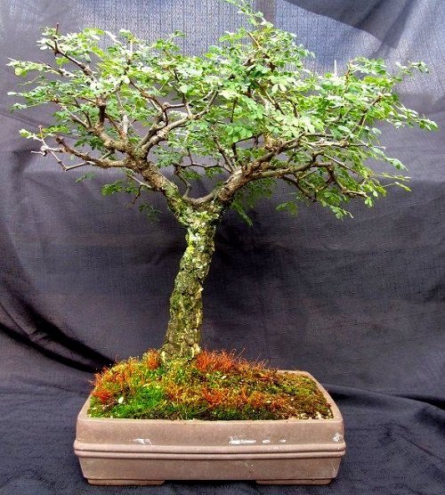 Acacia Bonsai with moss 