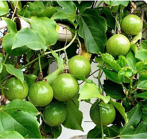 Best Green Fruits with Pictures 30