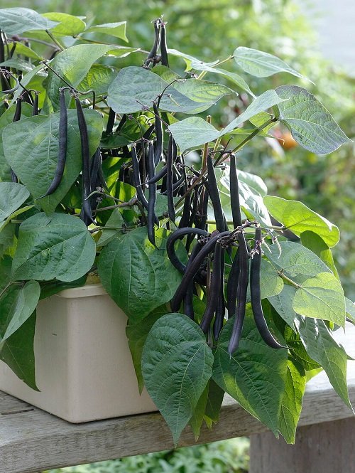 Black Vegetables You Can Grow  in pot