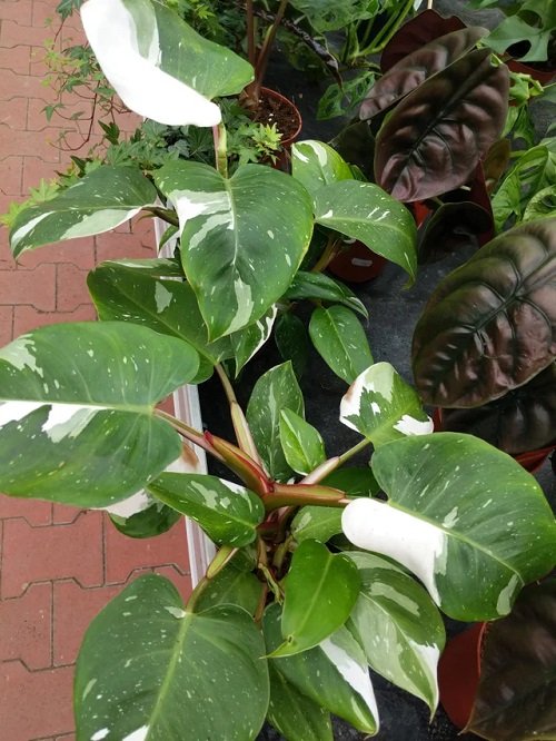 Beautiful Philodendrons You Will Be Infatuated 2