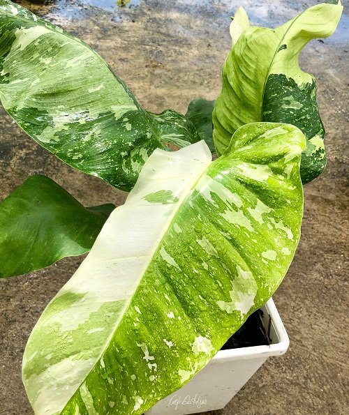 Best Variegated Philodendrons 9