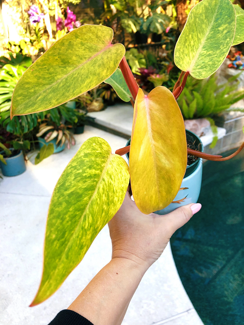 Best Variegated Philodendrons 7