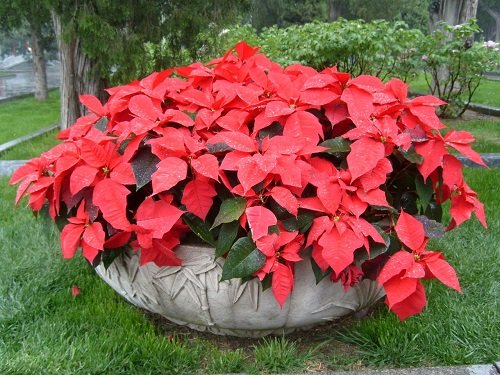 Best Red Outdoor Plants 5