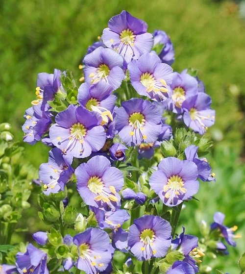 beautiful Purple Evergreen Flowers