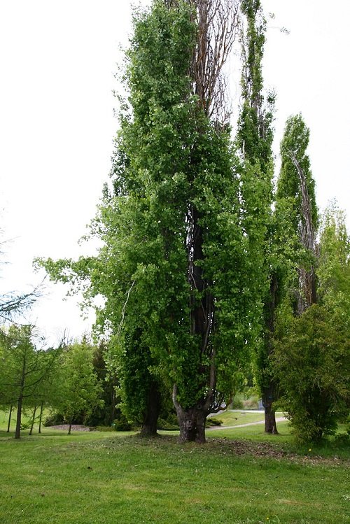 Best Tall Skinny Trees 7