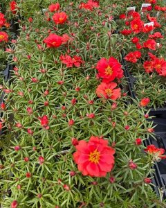 29 Different Types of Portulaca Varieties | Balcony Garden Web