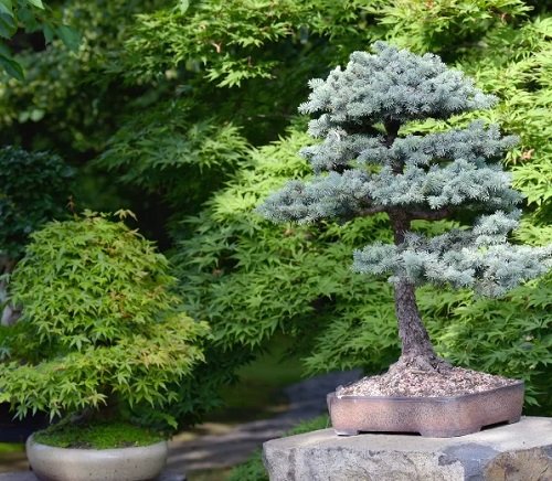 Images of Bonsai on Blue Spruce 9