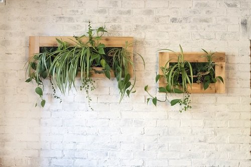 40 Amazing Plants as Picture Frame Ideas 5