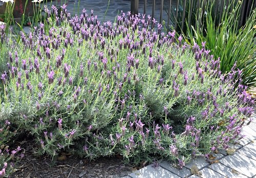 How to Grow Lavender Plants | Growing Lavender 2