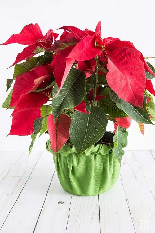 Wrapped Potted Plant Centerpieces and Gift Ideas 7
