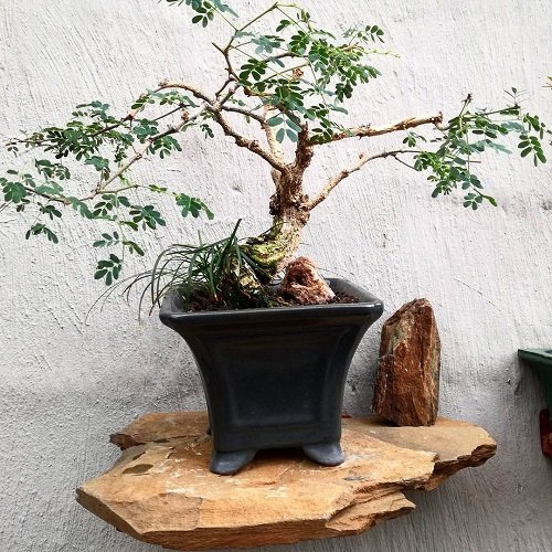 Acacia Bonsai in spherical pot
