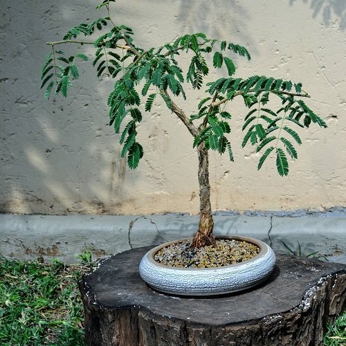 Acacia Bonsai in shallow pot