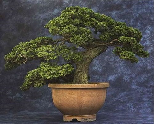 Oldest Bonsai Trees in the World 6