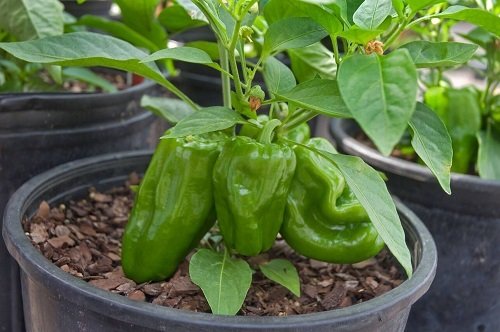 When to Plant Green Peppers in Mid Florida 2