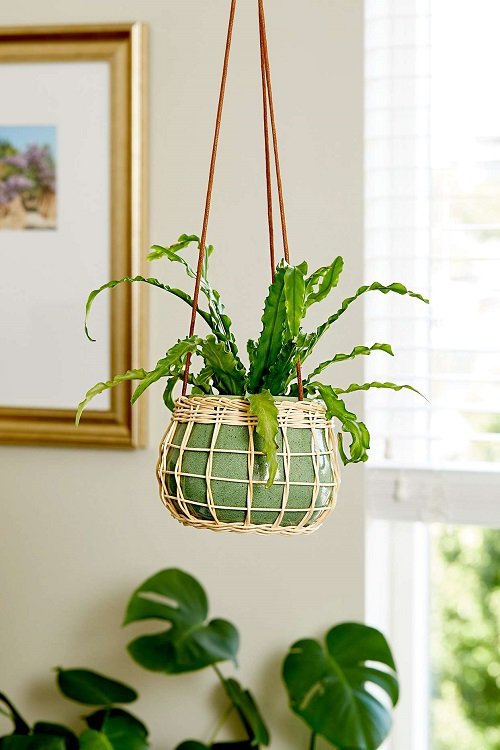33 Best Hanging Plants in Front of Windows Ideas 4
