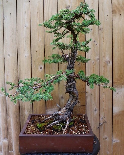 Images of Blue Spruce Bonsai 6