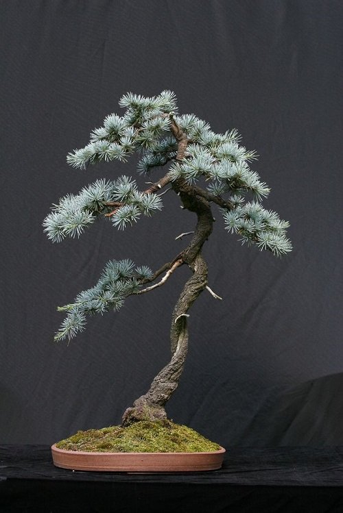 Beautiful pictures of blue spruce bonsai 11