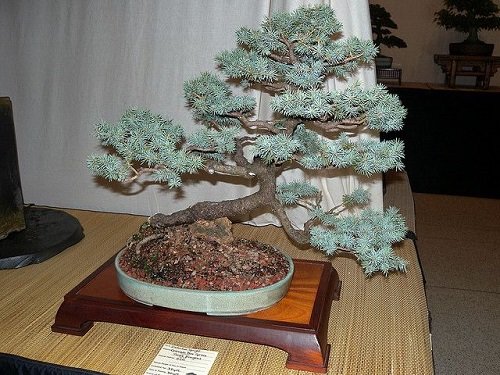 Best Images of Blue Spruce Bonsai 3