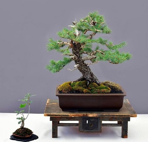 The Best Images of Blue Spruce Bonsai 14