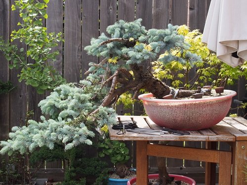 Best Blue Spruce Bonsai Pictures 12