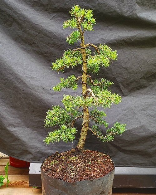 Best Hemlock Bonsai Tree Pictures 16