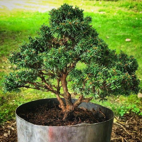 Best Hemlock Bonsai Tree Pictures 20