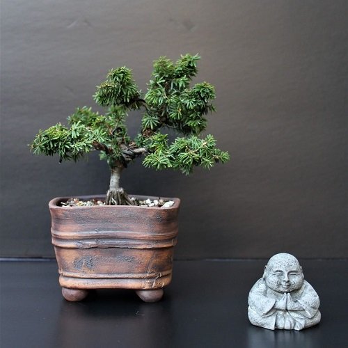 Best Hemlock Bonsai Tree Pictures 12