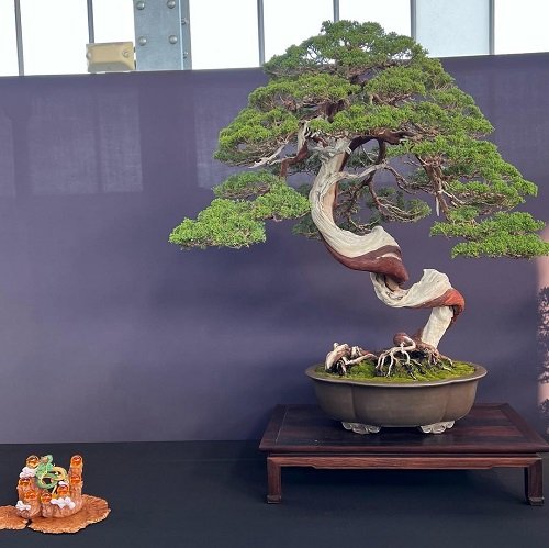 Best Hemlock Bonsai Tree Pictures 8