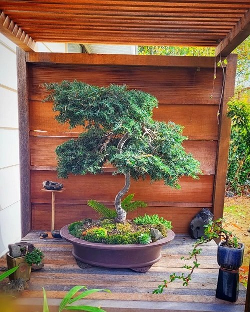 Best Hemlock Bonsai Tree Pictures 1