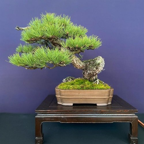 Best Hemlock Bonsai Tree Pictures 4