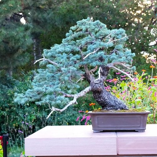 Picture of Blue Spruce Bonsai 19