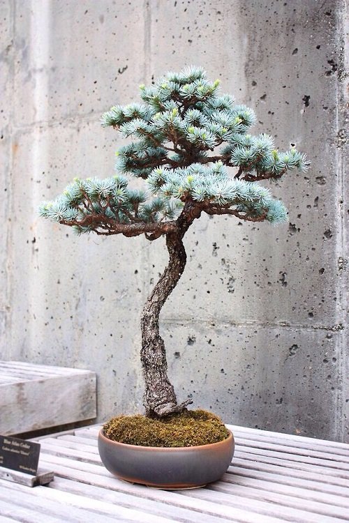 Images of Blue Spruce Bonsai 15