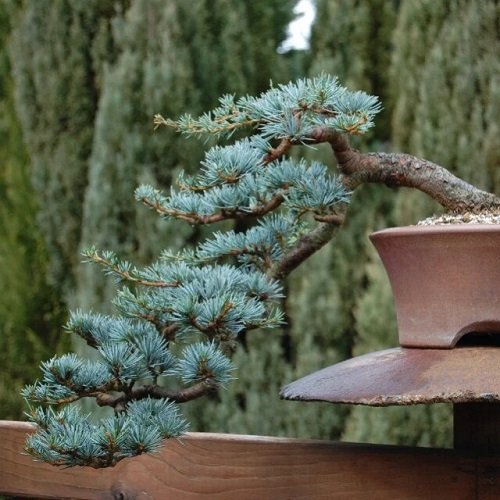 Best Blue Spruce Bonsai Pictures 4