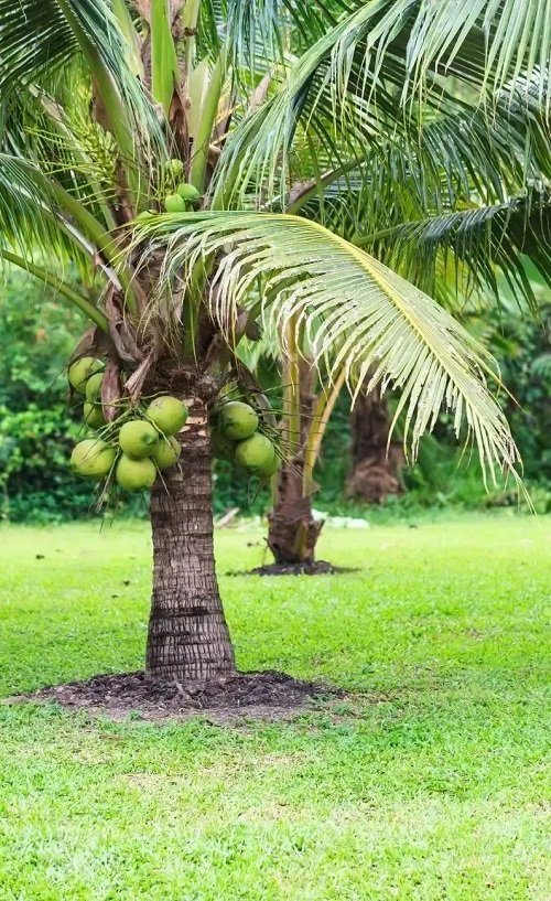 Do Coconuts Grow On Palm Trees