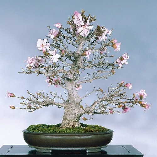 Best Magnolia Bonsai Tree Pictures 1