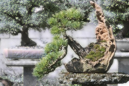 Best Black Spruce Bonsai Pictures 27