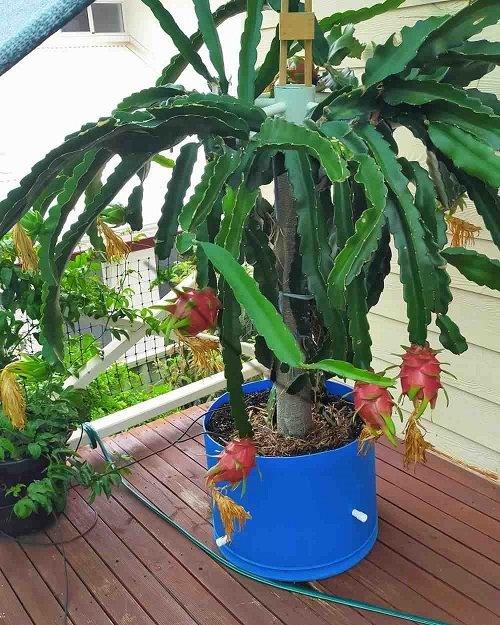 Dragon Fruits that Grow from Cuttings