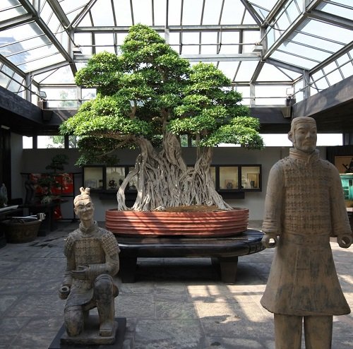 Oldest Bonsai Trees in the World 2