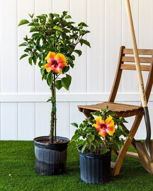 Garden Ideas With Pictures - Fiesta Hibiscus