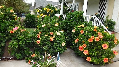Fiesta Hibiscus in Garden Entryway  Ideas