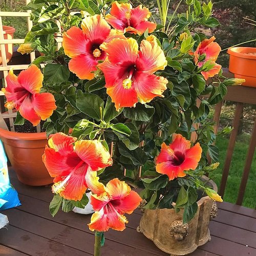 Hibiscus on Plant Stands ideas
