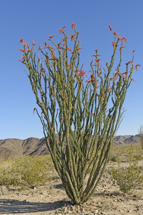 Types of Columnar Cactus Varieties 15