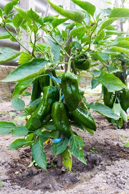 When to Plant Green Peppers in Mid Florida