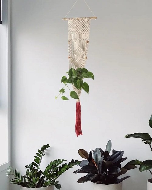 33 Best Hanging Plants in Front of Windows Ideas 12