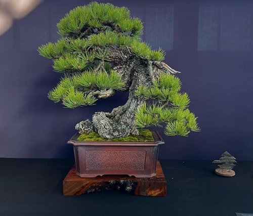 Best Hemlock Bonsai Tree Pictures 23