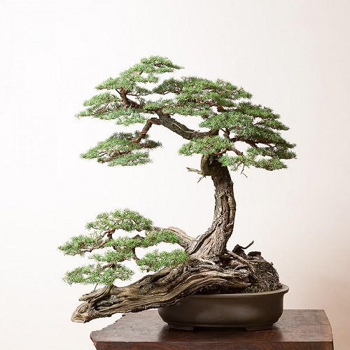 Best Hemlock Bonsai Tree Pictures 27