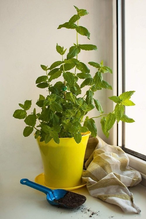 Best Indoor Herbs that Can Thrive on Winter Windowsill 8